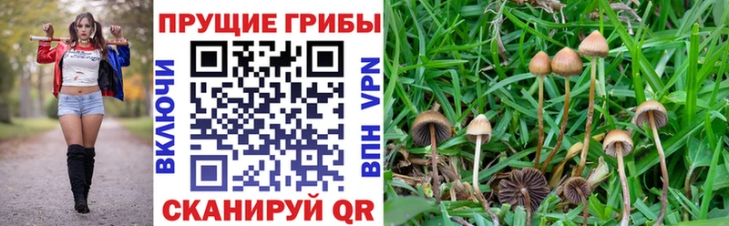 Галлюциногенные грибы прущие грибы  Купить  Старый Оскол 
